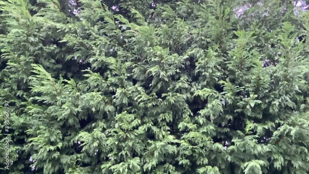 fir trees blowing in storm winds background with copy space 