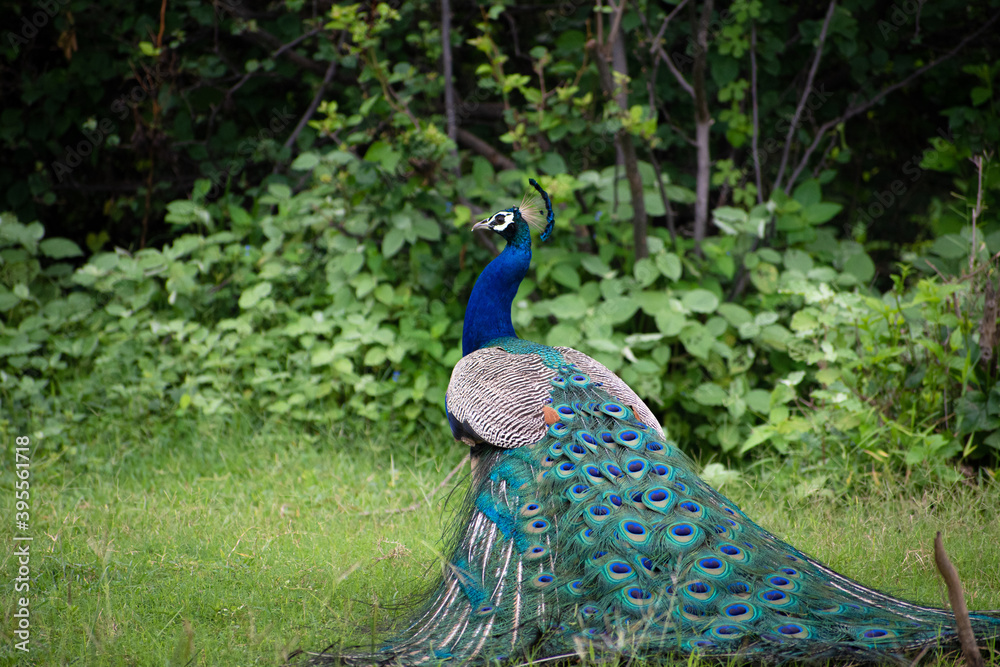 Naklejka premium peacock in the park