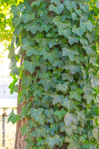 Vertical shot of Hedera helix plant or green ivy weaves a tree trunk photo