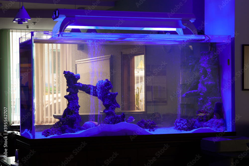 Fototapeta aquarium with fish with glowing blue light lamp on top in dark room