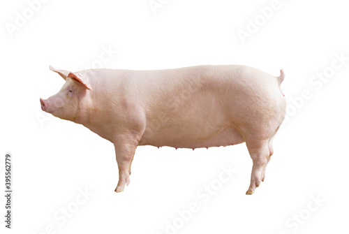 porco  matriz de porco agronegócio photo