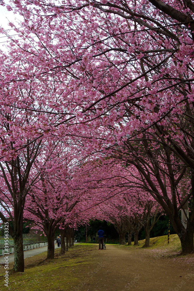 Fototapeta premium 蜂須賀桜 徳島城で満開 桜 花見 日本