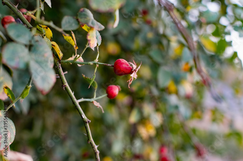 Ripe red rosehip berries among the branches with green leaves and thorns. Nature in autumn during the harvest season for drying and storage