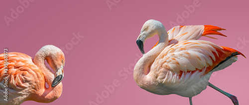 Banner with a couple of rosy Chilean flamingos, male and female isolated at smooth light pink or rosy background with copy space for text, closeup, details. Love, dating and glamour concept.
