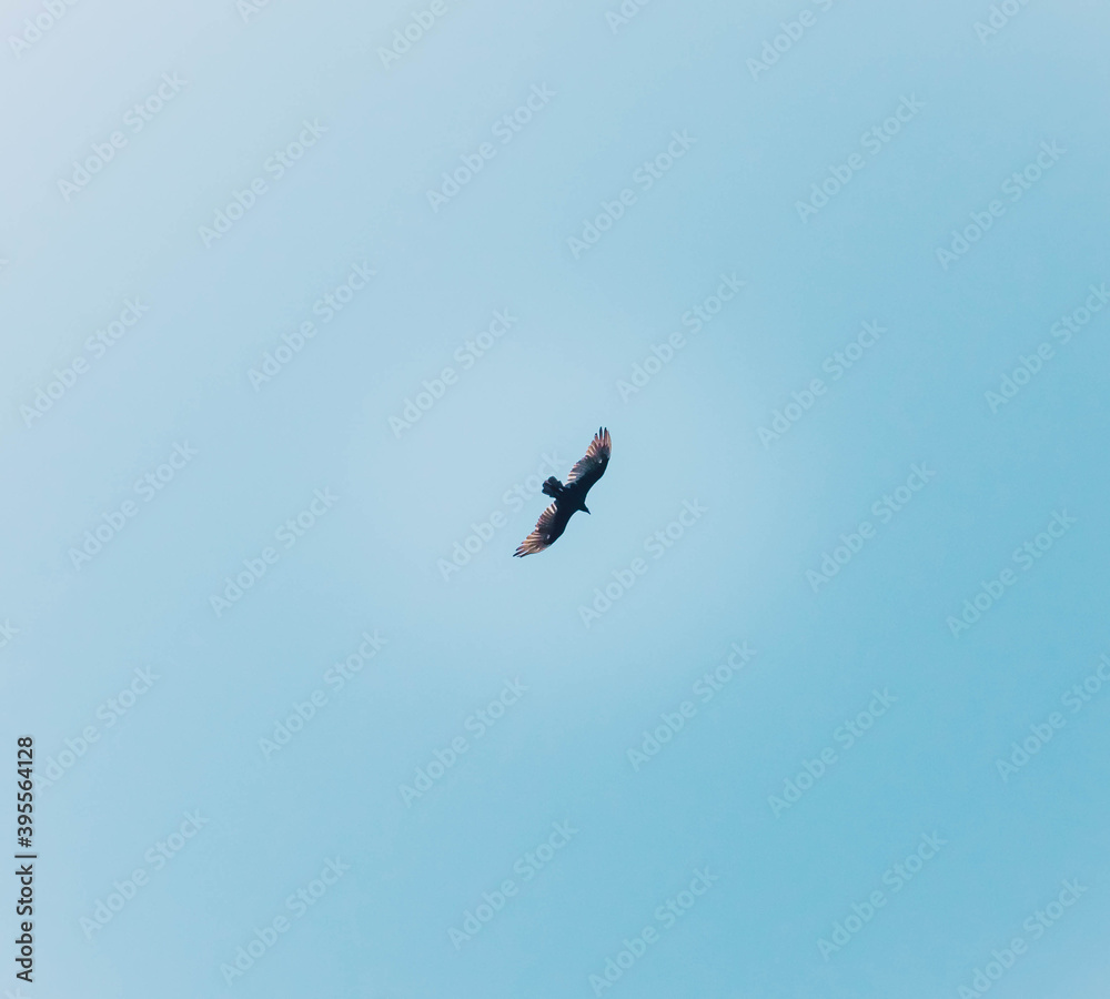 Fototapeta premium kite in flight