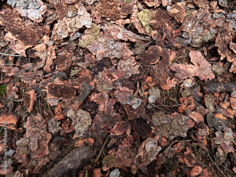 The ground under spruce tree covered with fallen bark.