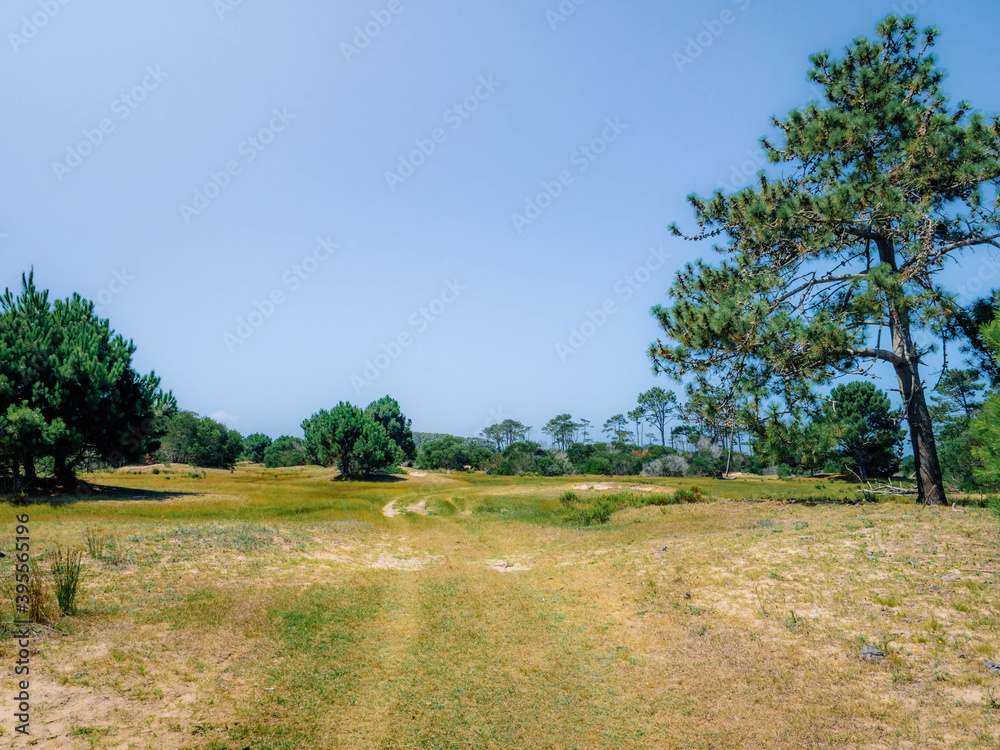 landscape with trees
