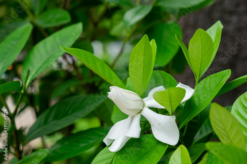 Gardenia flower on tree.(Cape jasmine/Gardenia jasmine).The white flowers are very fragrant.