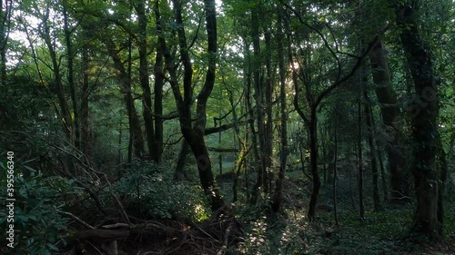 Green forest with sun light through trees and mosquitoes flyingby in Bretagne, France