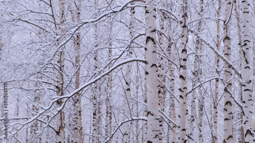 Birch forest with covered snow branches in sunlight Birch forest with covered snow branches in sunlight
