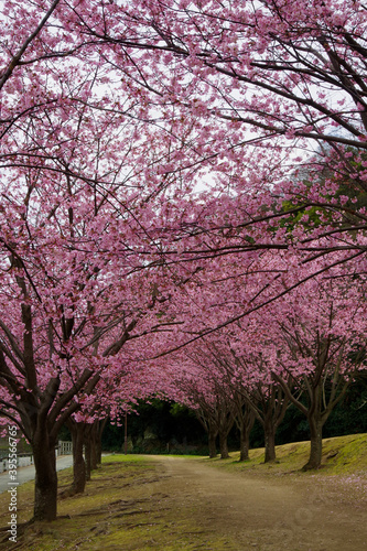 蜂須賀桜　徳島城で満開　桜　花見　日本