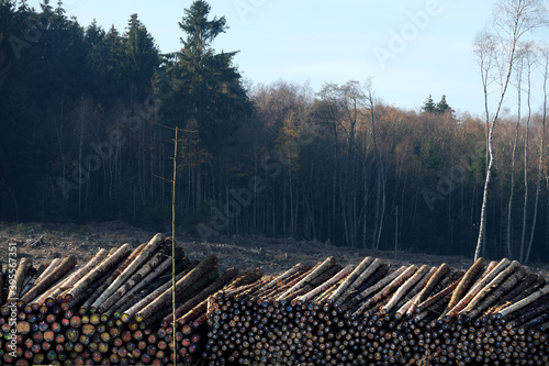 Separately numbered tree logs in deforested wooodland owing to dryness and bark beetle infestation disposed to wood-working industry in times of climate change and global warming - Stockphoto photo
