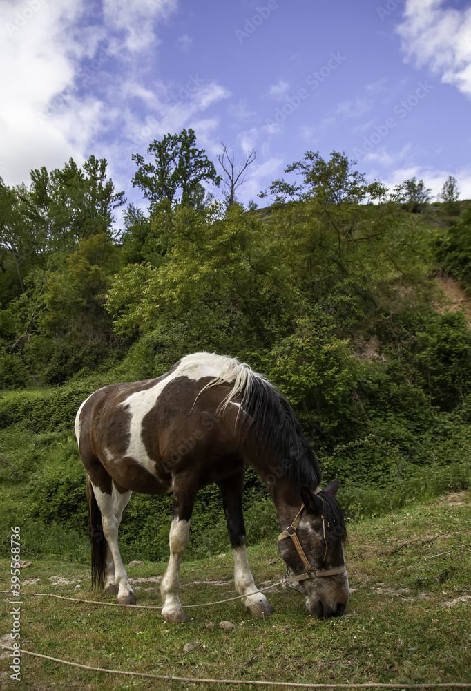 Wild horse forest