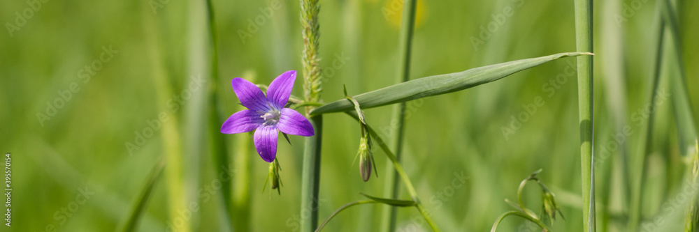 Violet blue flowers bell Campanula persicifolia, peach-leaved bellflower, on a bright green nature background. Web banner.