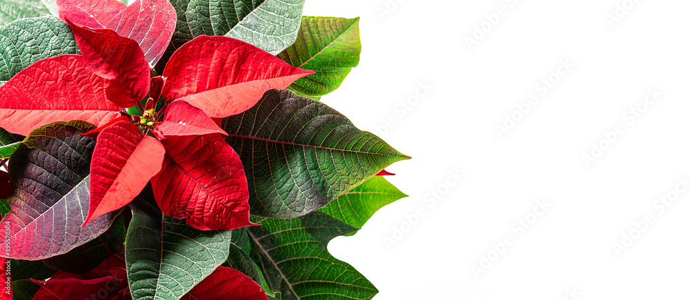 Traditional Christmas plant Poinsettia isolated on white background with copy space for your text. Selective focus, long banner format. Christmas symbol concept. 