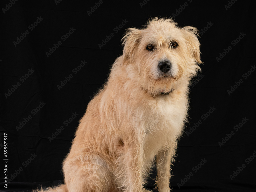 STUDIO PHOTO OF SHEPHERD DOG SITTING WITH BLACK BACKGROUND STUDIO PHOTO OF SHEPHERD DOG SITTING WITH BLACK BACKGROUND