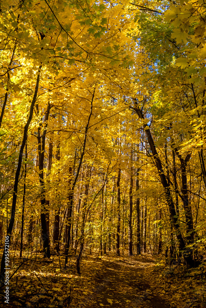 Golden fall. Norway Maple (Acer platanoides) in deciduous forest, Central Russia Golden fall. Norway Maple (Acer platanoides) in deciduous forest, Central Russia