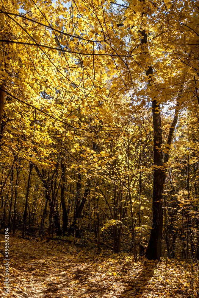 Obraz premium Golden fall. Norway Maple (Acer platanoides) in deciduous forest, Central Russia