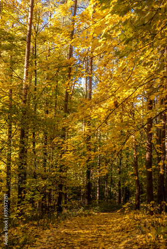 Golden fall. Norway Maple (Acer platanoides) in deciduous forest, Central Russia © Nick Taurus