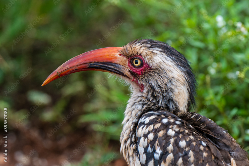 Fototapeta premium Calao à bec rouge,.Tockus erythrorhynchus, Northern Red billed Hornbill