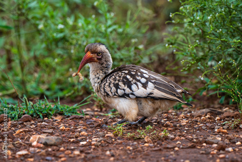 Calao    bec rouge .Tockus erythrorhynchus  Northern Red billed Hornbill