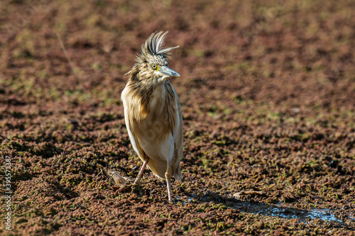 Crabier chevelu, Héron crabier, Ardeola ralloides, Squacco Heron photo