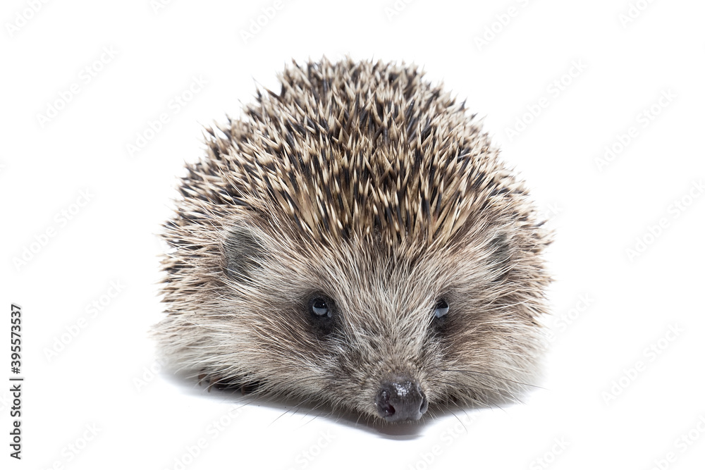 Hedgehog isolate on white background. Hedgehog isolate on white background.