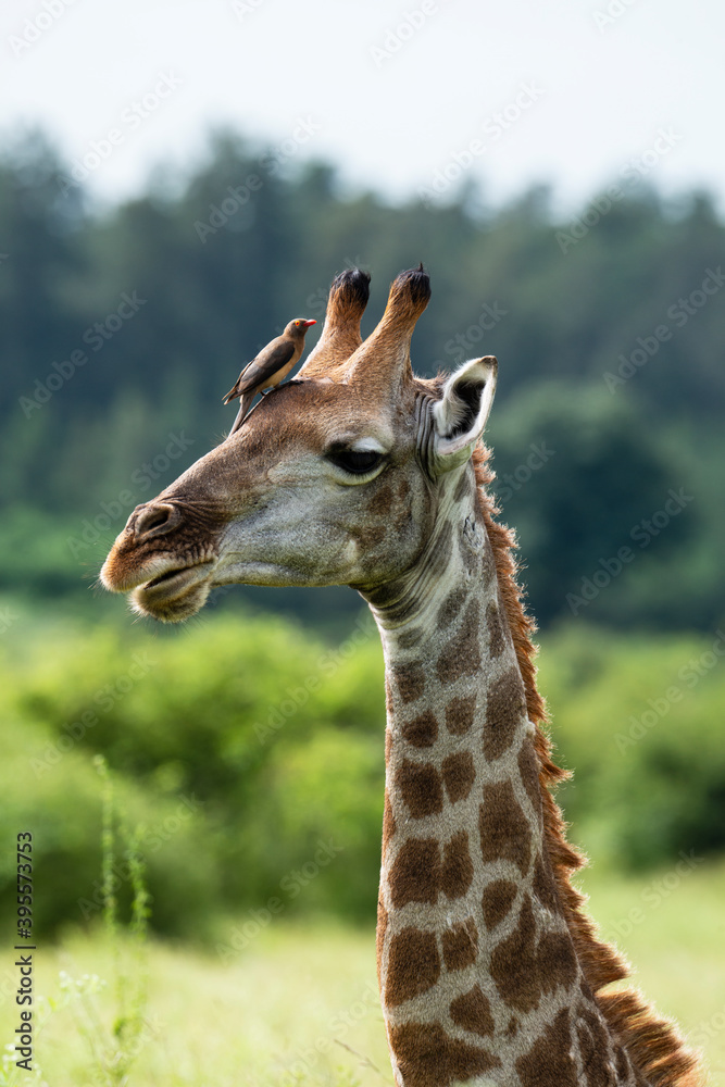 Fototapeta premium Piqueboeuf à bec rouge, Red billed Oxpecker, Buphagus erythrorhynchus, Girafe, Giraffa Camelopardalis, E Parc national Kruger, Afrique du Sud