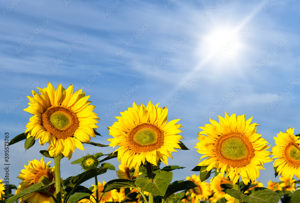 Fototapeta premium Beautiful summer day over sunflowers field