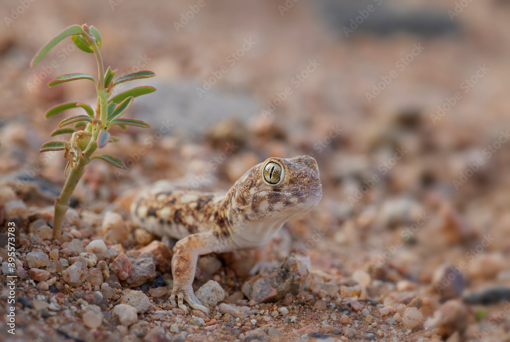 Koch's barking gecko - Ptenopus kochi, beautiful lizard from desert endemic in Namibia. Koch's barking gecko - Ptenopus kochi, beautiful lizard from desert endemic in Namibia.