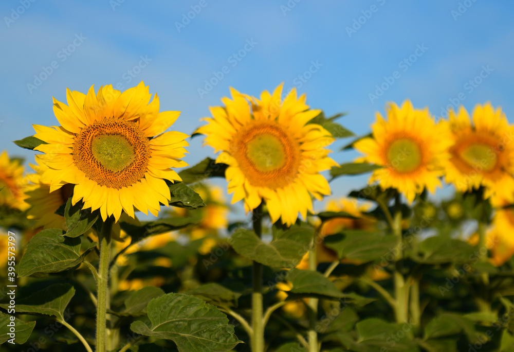 Obraz premium Beautiful summer day over sunflowers field
