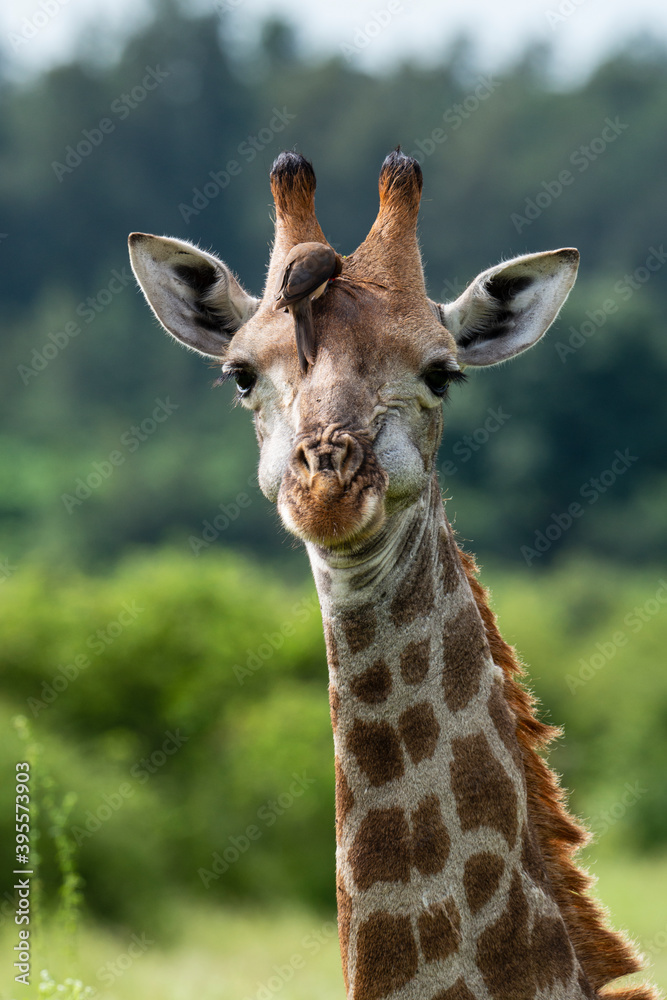 Naklejka premium Piqueboeuf à bec rouge, Red billed Oxpecker, Buphagus erythrorhynchus, Girafe, Giraffa Camelopardalis, E Parc national Kruger, Afrique du Sud