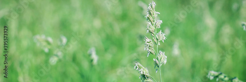Close-up of wild grass, Poa annua, blooming on a rural background. Poa andina. Poa supina. Web banner for your design. Space for text.