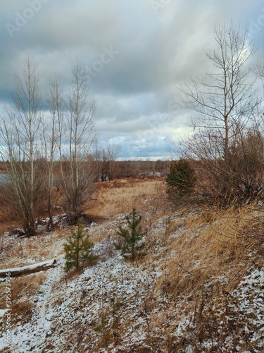 autumn bare trees without foliage among yellow grass and snow against a blue sky with clouds