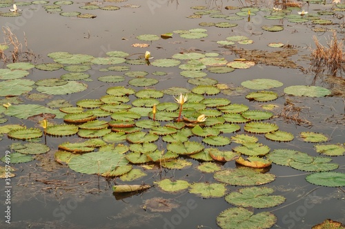 Lotus in the pond
