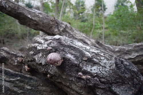 原木から生えるしいたけ　Shiitake mushrooms growing from logs