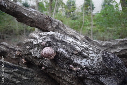 原木から生えるしいたけ Shiitake mushrooms growing from logs