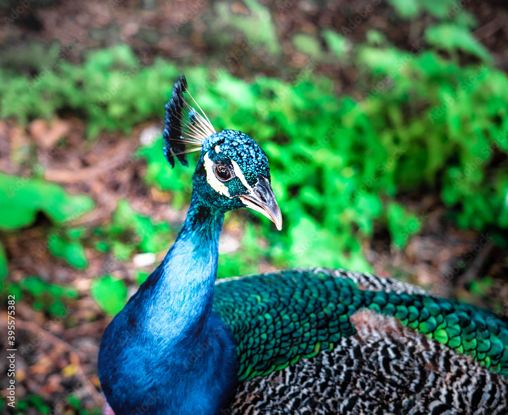 Obraz premium peacock with feathers