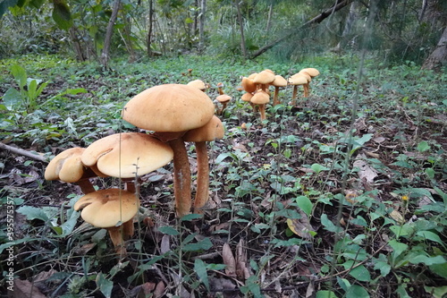 山梨県の森林に生える野生のキノコ Wild mushrooms growing in the forests of Yamanashi Prefecture