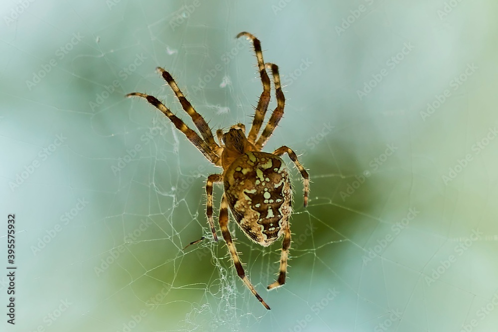 spider, cobweb, insect, macro, nature, arachnid, animal, web, garden, wildlife, closeup, danger, legs, predator, phobia, cross, trap, garden spider, creepy, hairy, fear, poisonous spider, sticky, spider, cobweb, insect, macro, nature, arachnid, animal, web, garden, wildlife, closeup, danger, legs, predator, phobia, cross, trap, garden spider, creepy, hairy, fear, poisonous spider, sticky,
