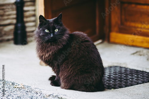 Картината върху платно Joli chat noir angora assis devant la maison