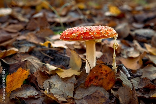mushroom, forest, autumn, nature, toadstool, mushroom, red, fly agaric, mushrooms, poisonous, fly, poison, grass, plant, poisonous, food, season, hat, white, tree, leaves, green, close-up, big, autumn