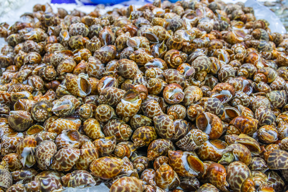 seafood from Naklua Thailand Asia seafood from Naklua Thailand Asia