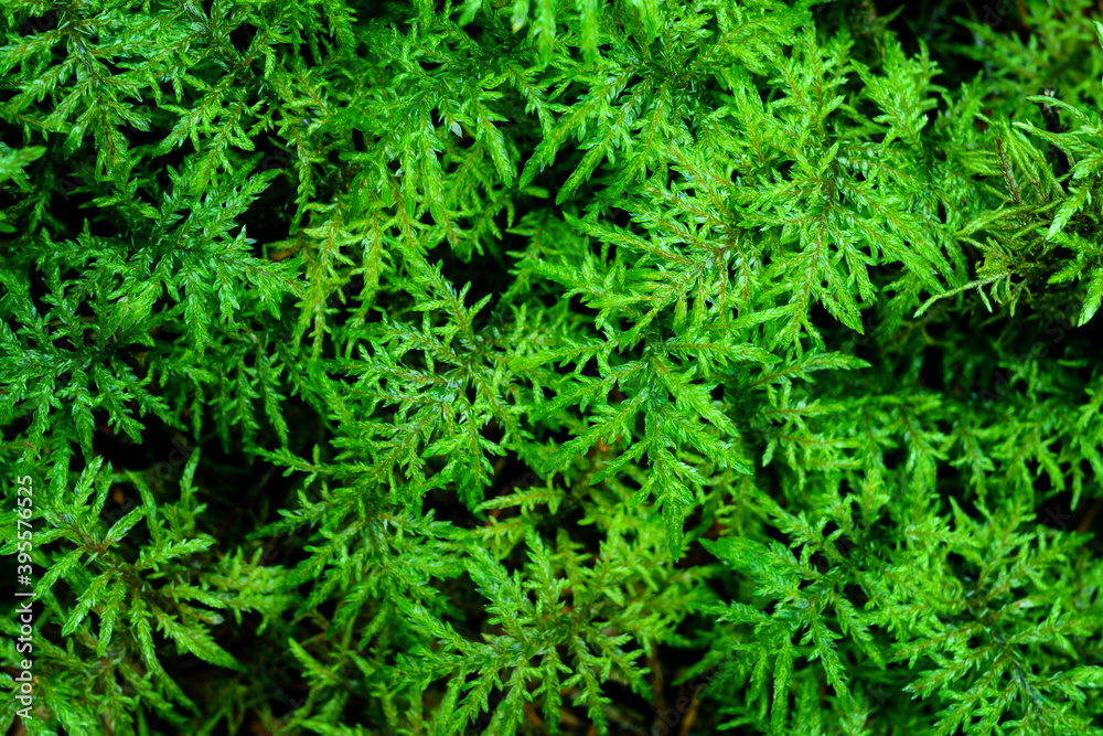Lush green moss in the forest. Lush green moss in the forest.