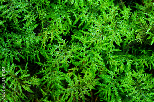 Lush green moss in the forest.