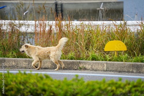 道路の端を歩く一匹の野良犬