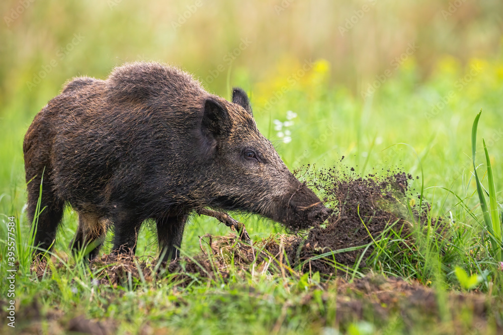 Wild boar, sus scrofa, digging in the ground with snout and throwing mud away on meadow in summer nature. Mammal with long dark fur searching for food on a field with green grass. Wild boar, sus scrofa, digging in the ground with snout and throwing mud away on meadow in summer nature. Mammal with long dark fur searching for food on a field with green grass.
