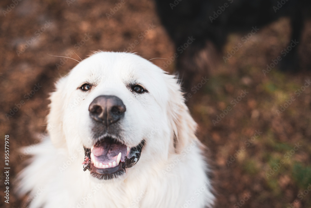 Close up on a beautiful great pyrenees mountain dog outside in autumn