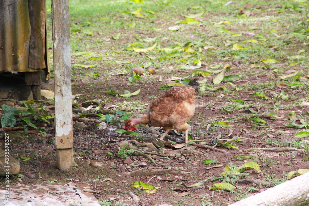 farm hen in open space eating farm hen in open space eating