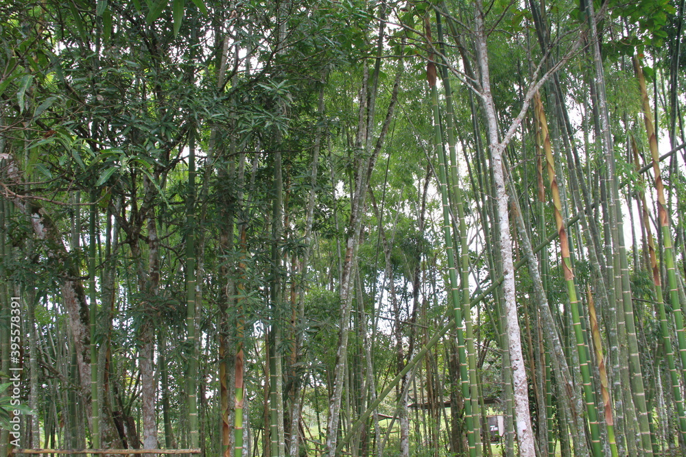 Fototapeta premium group of trees with light passing through them, guaduas